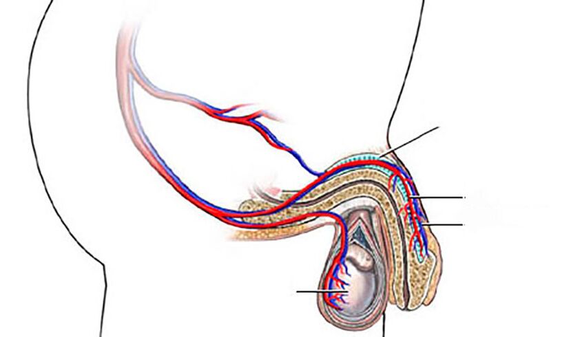 Struktur vum Penis