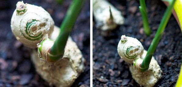 Ingwer Root